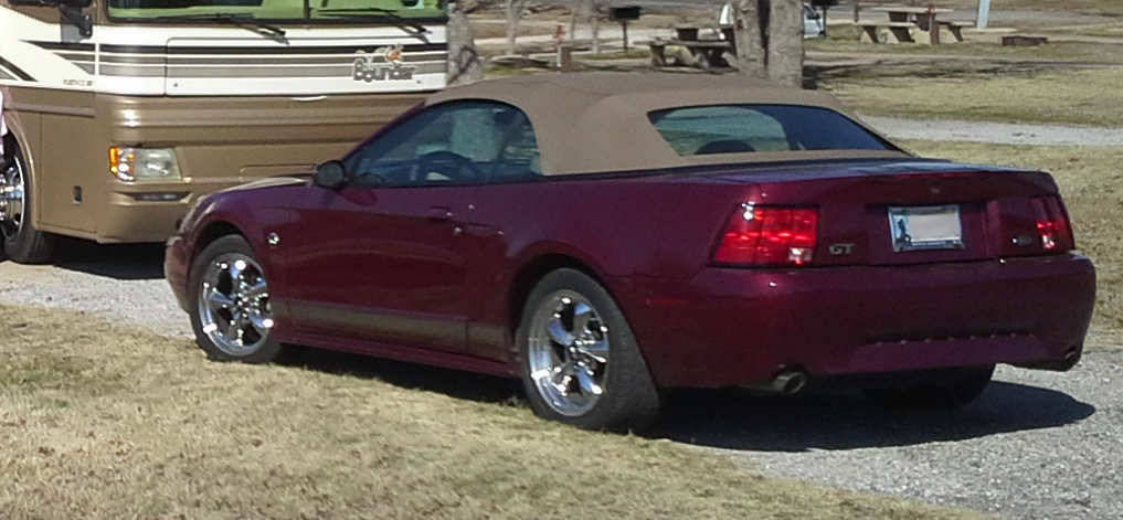Shelly's Mustang.jpg