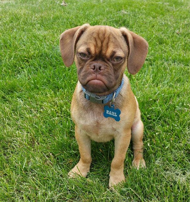 Grumpy-Dog-Hates-You-002.jpg