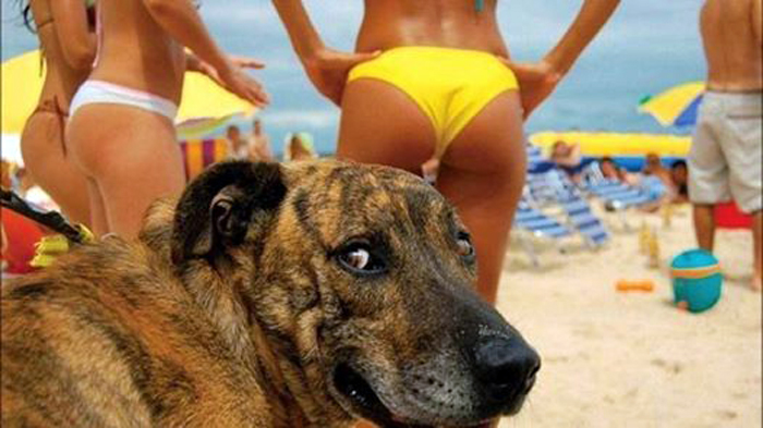 Good_Boy.jpg