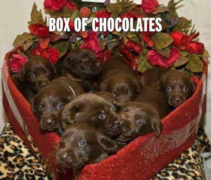 box_pup_choc.jpg