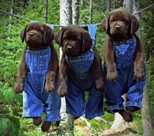 dogdry.jpg