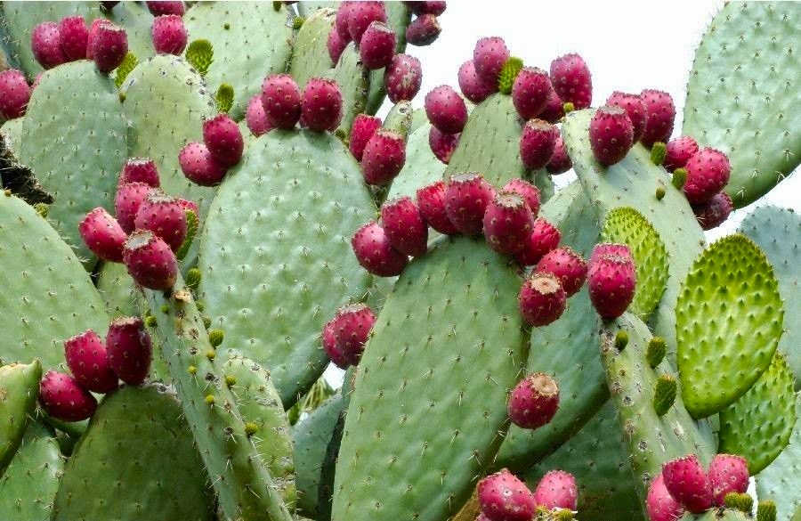 Prickly Pear Cactus.jpg