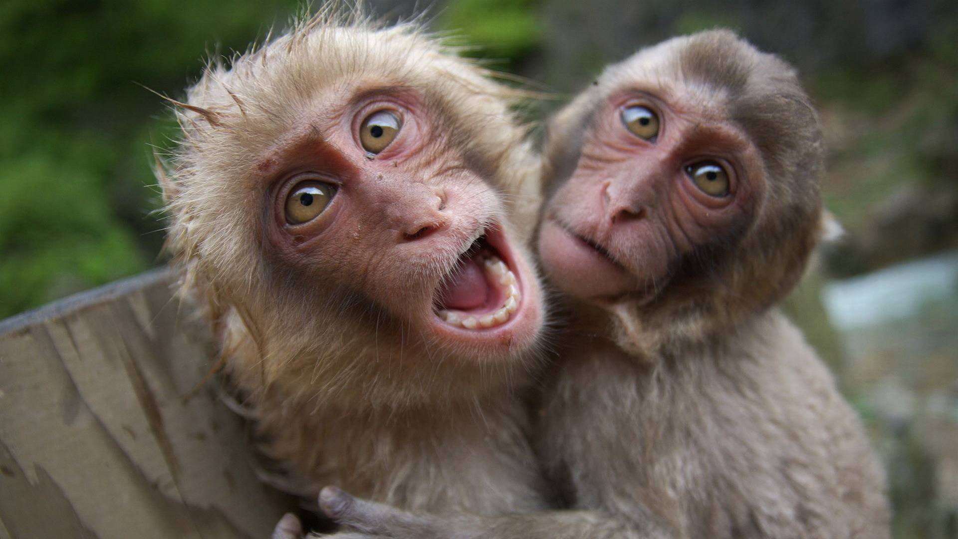 49799-animal-lovers-very-funny.jpg