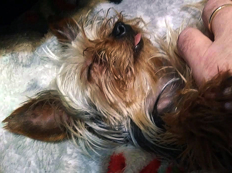 Dog.jpg