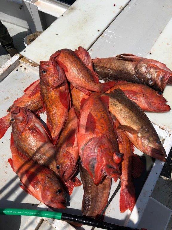 fishes.jpg