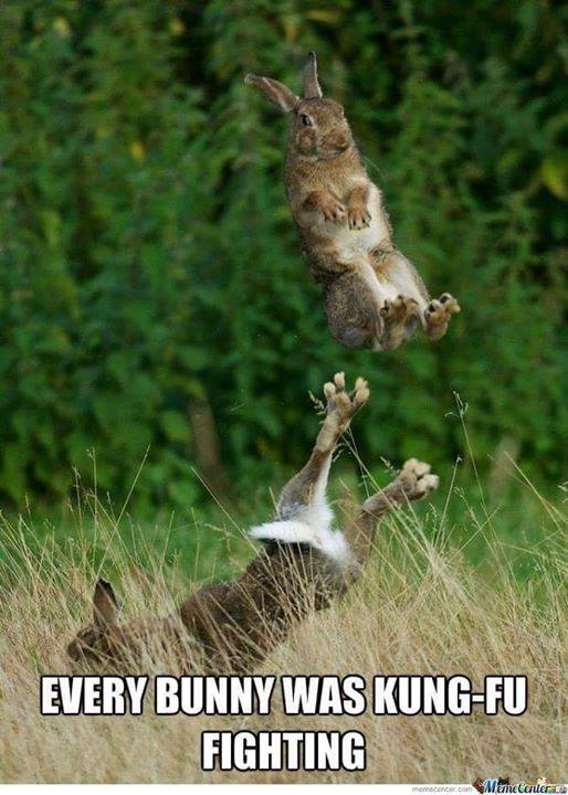 FunnyBunny.jpg