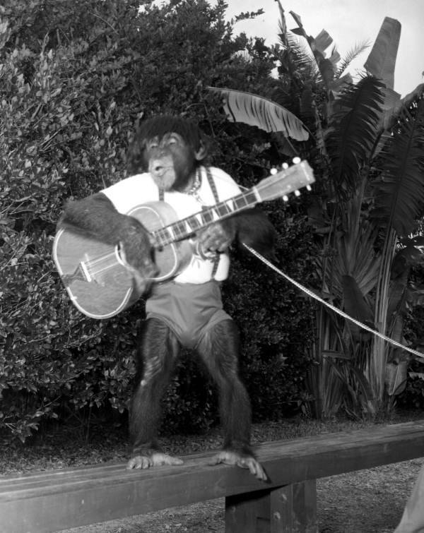 monkey goes wild.jpg