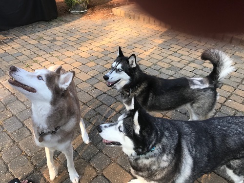 The Crew.JPG