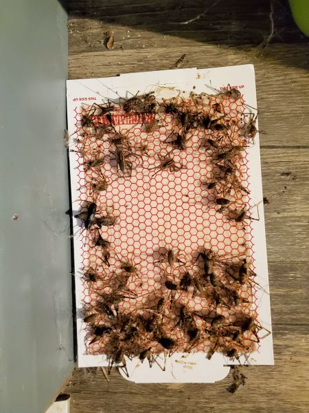 crickets.jpg
