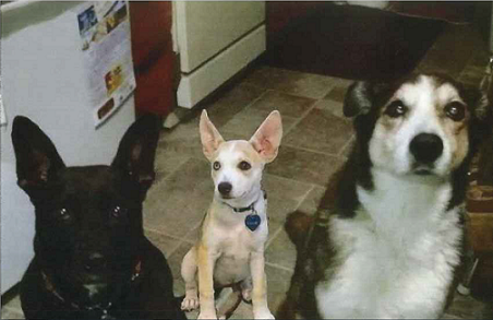 the poochies 2.jpg