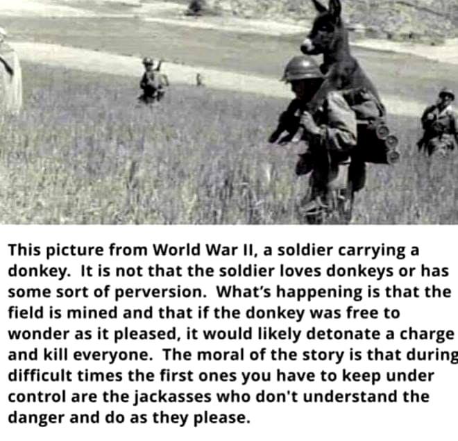 burrocarry.jpg