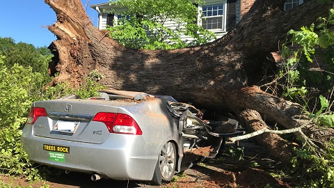 Trees Rock2.jpg