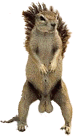 10591.gif
