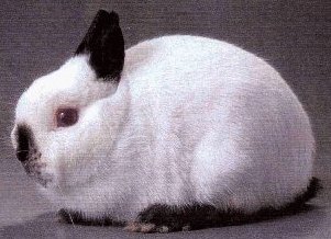 24568.jpg