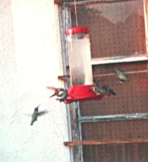40145.jpg