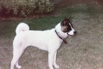 44167.jpg