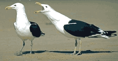 225076.gif