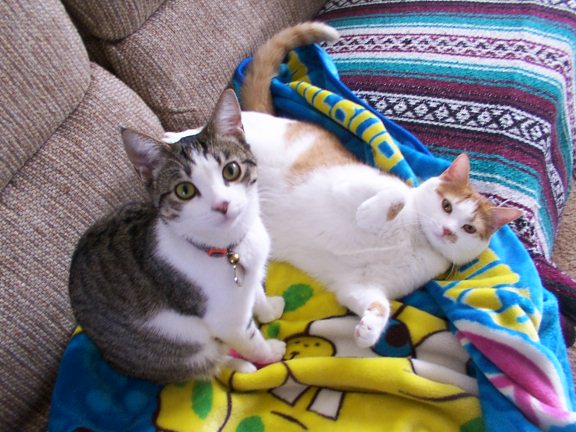 301462.jpg