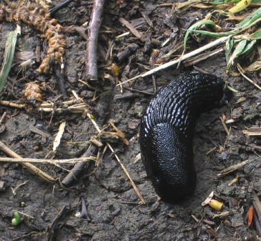 410270.jpg