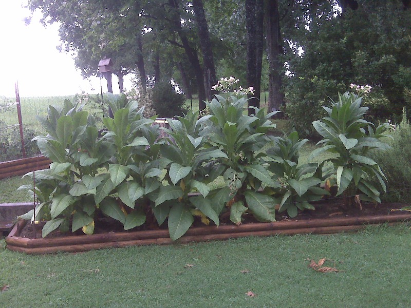 IMG00313.jpg