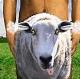 goatphuker
