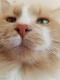 CarsonTheCat