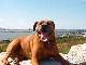 Bullmastiff