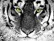 TIGERCDW