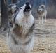 snowwolf777