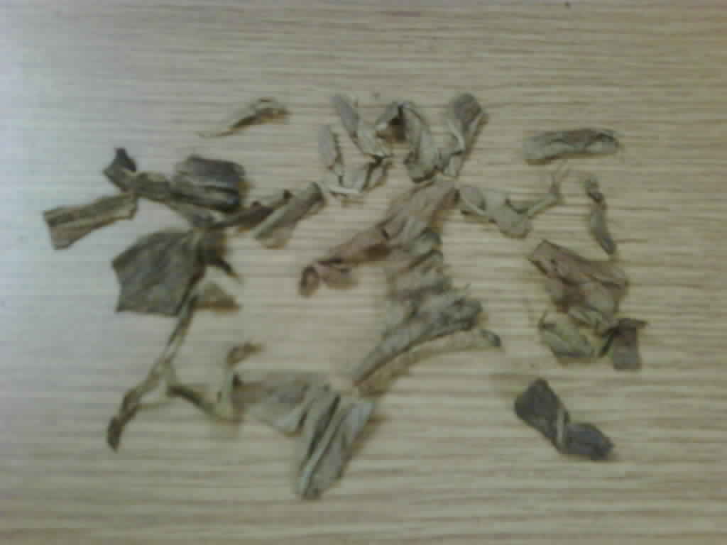 stems and more stems.jpg