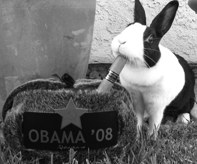 rabbit Obama_Cigar9_24_08.jpg