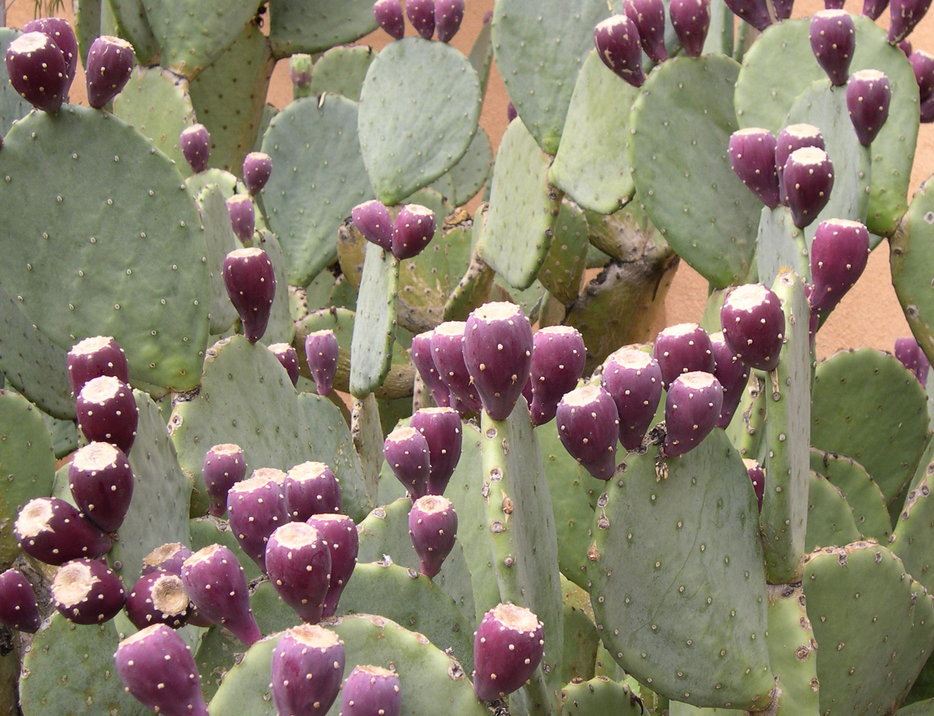 Prickly Pear Cactus.jpg
