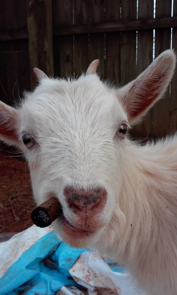 goat.jpg