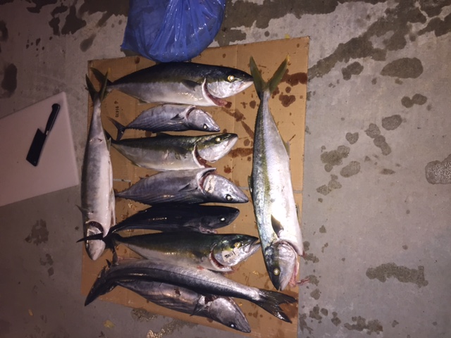 fish.JPG