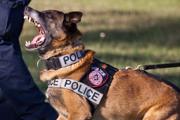 police dog.jpg