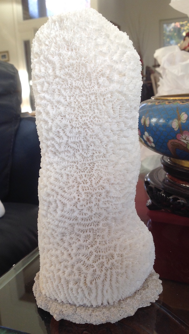 braincoral.jpg