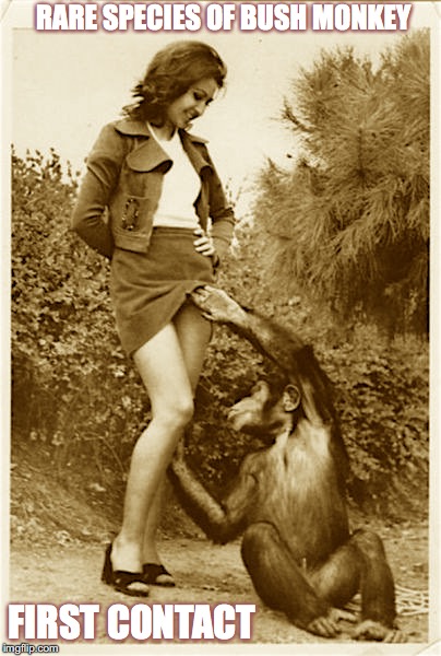 Monkey.jpg