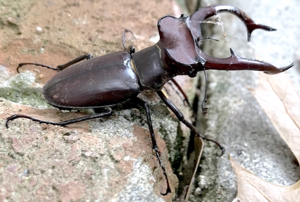 Beatle01sm.jpg