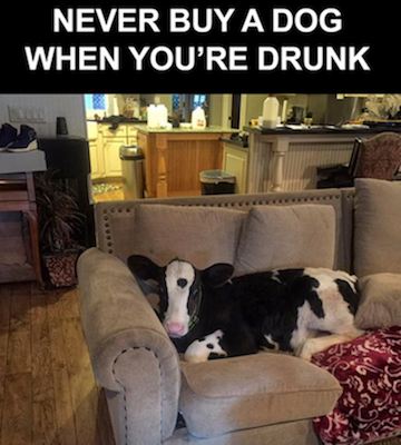 full-54774-160458-cowdog.png