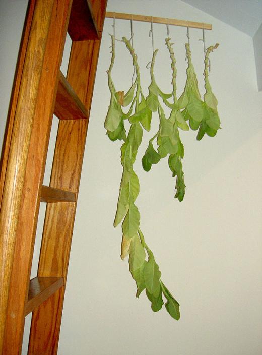 Tobacco plants hanging 1010.JPG