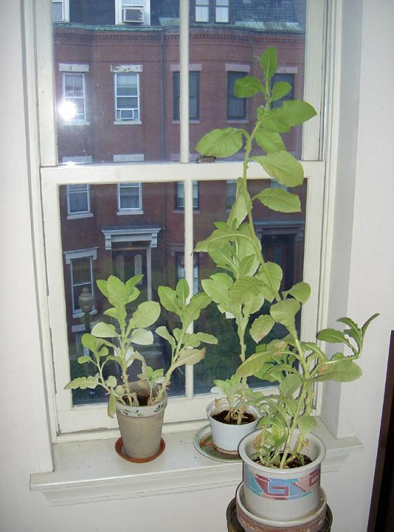 Tobacco plants 0910.JPG