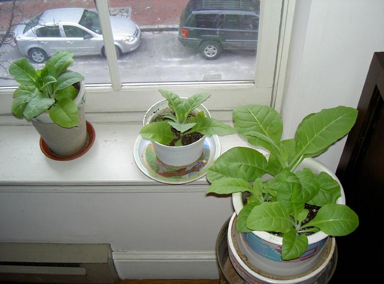 Tobacco plants 0210.JPG