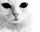 BlackCat13th