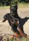 Dobermann Dad