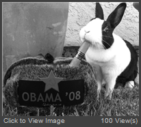 rabbit Obama_Cigar9_24_08.jpg